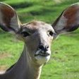 lal